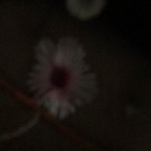 Meet your Posher, Nell